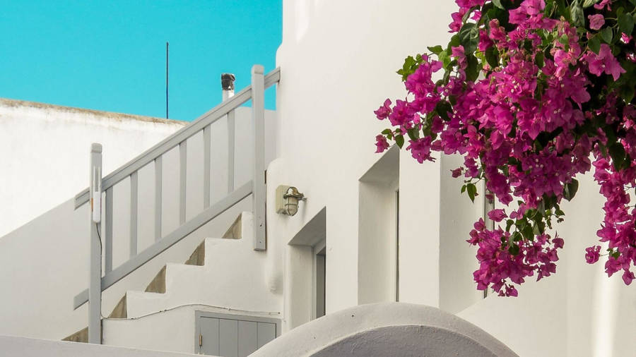 Pink Bougainvillea In Santorini Wallpaper