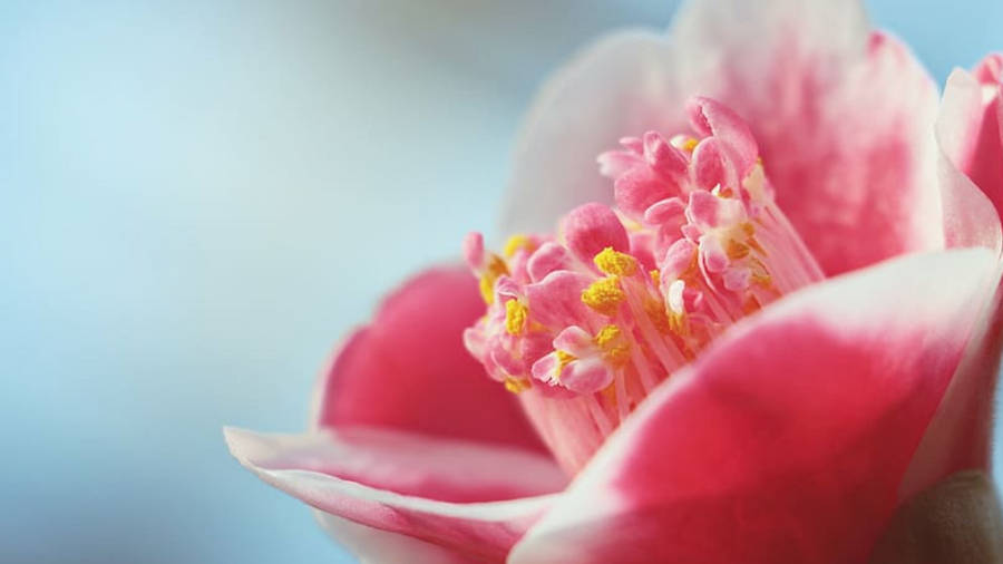 Pink Camellia Sasanqua Beauty Wallpaper