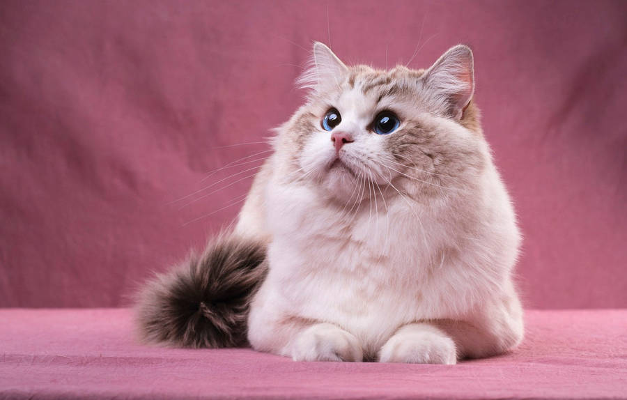 Pink Cat Curtain Wallpaper