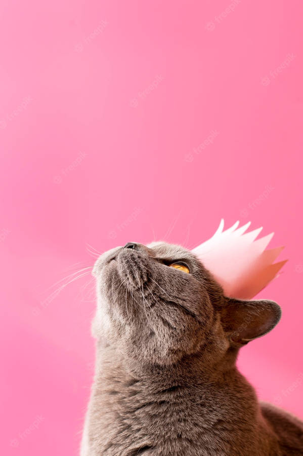 Pink Cat With Crown Wallpaper