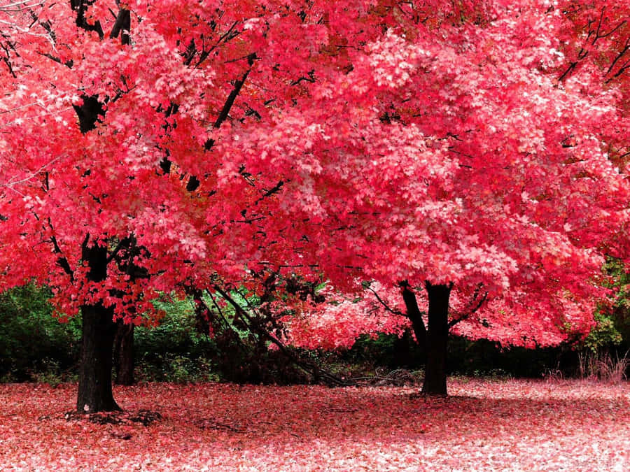 Pink Cherry Blossom Autumn Trees Landscape Wallpaper