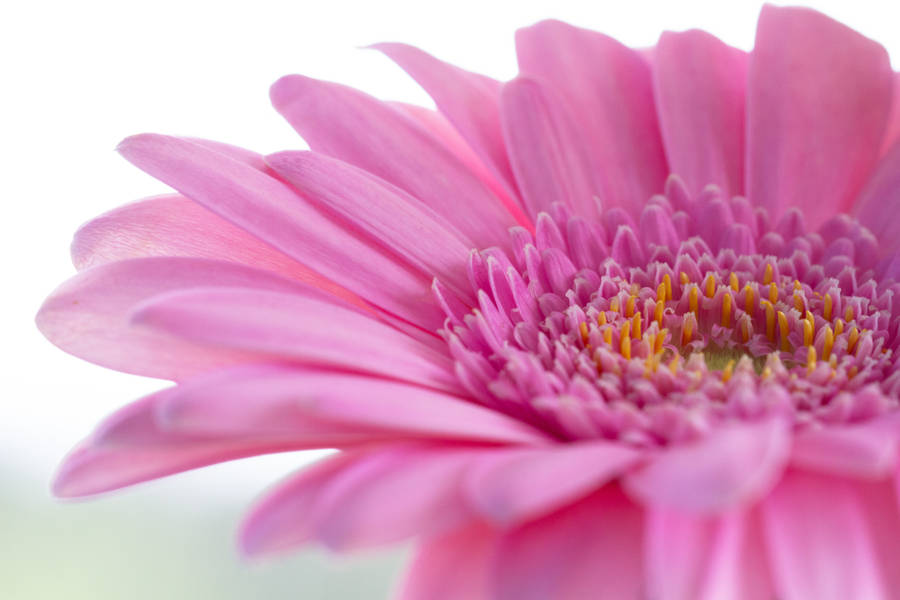 Pink Color Flower Close-up Wallpaper