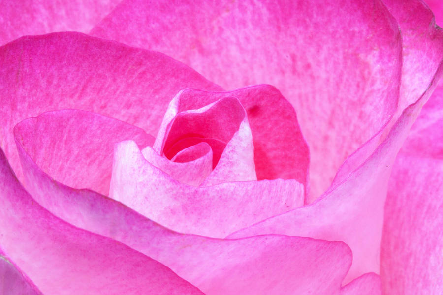 Pink Color Flower Macro Shot Wallpaper