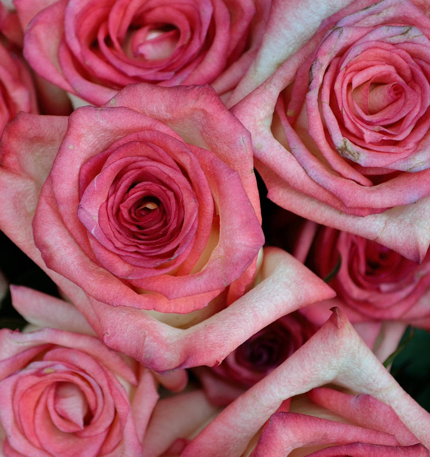 Pink Color Roses Close Up Wallpaper