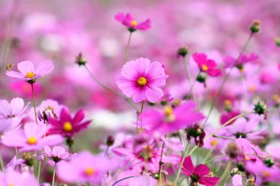 Pink Cosmos Full Screen Hd Desktop Wallpaper