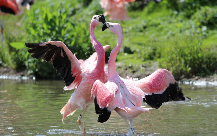Pink Flamingo Love Dance Wallpaper