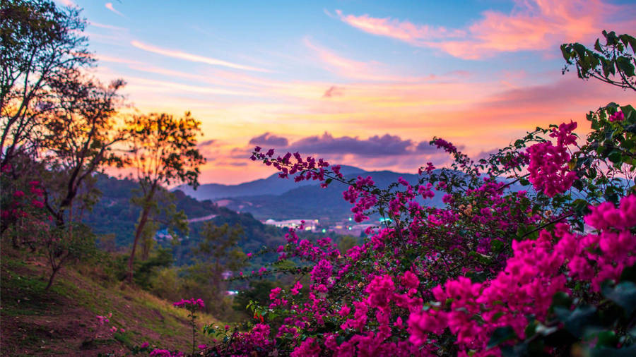 Pink Flower Bush Hd Computer Wallpaper