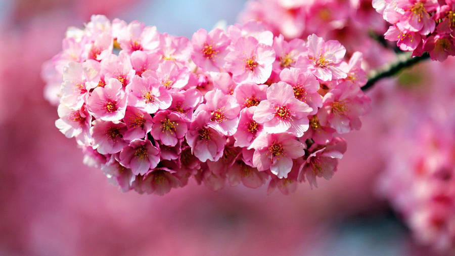 Pink Flower Cluster Wallpaper