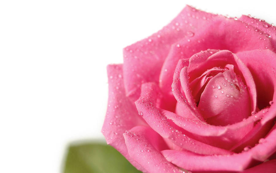 Pink Flower Dewy Rose Wallpaper