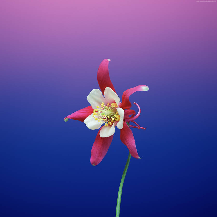 Pink Flower Iphone X Amoled Wallpaper