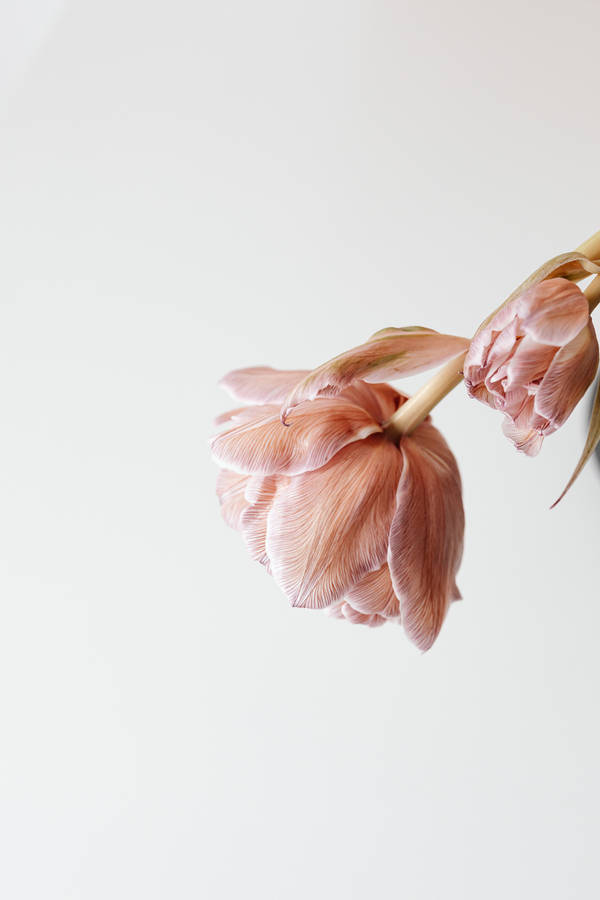 Pink Flower On White Background Wallpaper