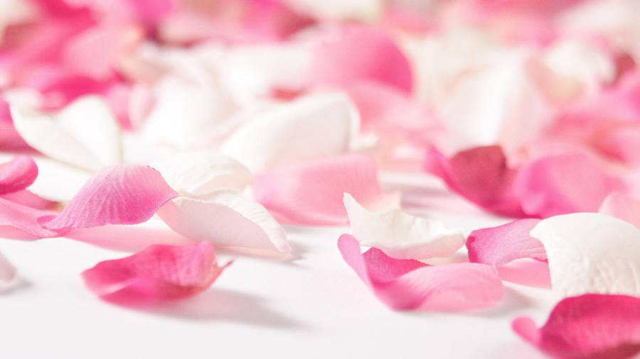 Pink Flower Petals Wallpaper