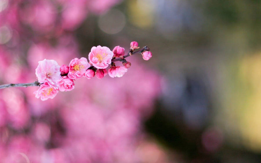 Pink Flower With Bokeh Blur Backdrop Wallpaper