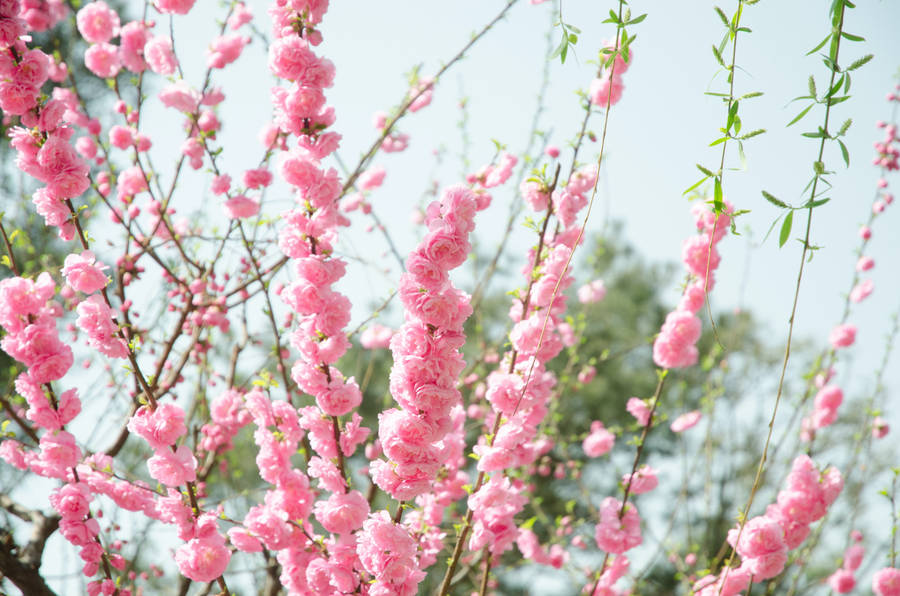 Pink Flowers Aesthetic Sky Background Wallpaper