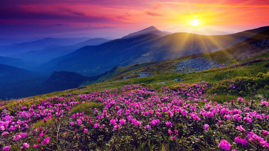 Pink Flowers Field Hill View Wallpaper