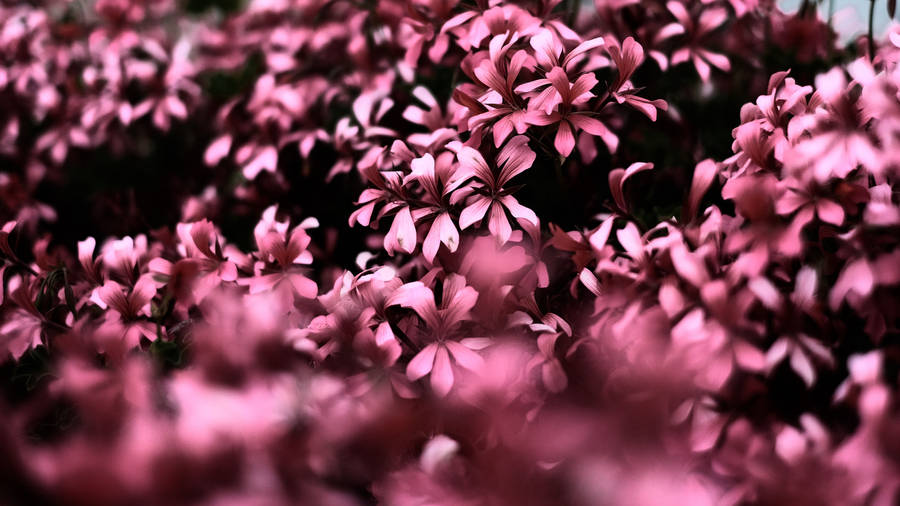 Pink Flowers In A Dark Wallpaper