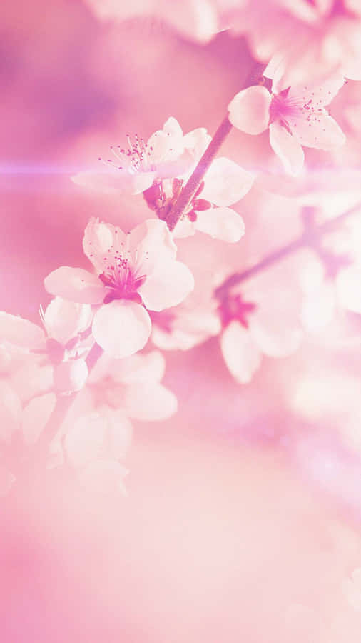 Pink Flowers On A Pink Background Wallpaper