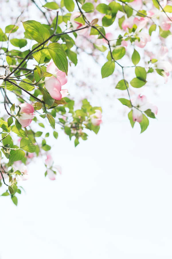 Pink Flowers On A Tree Branch Wallpaper