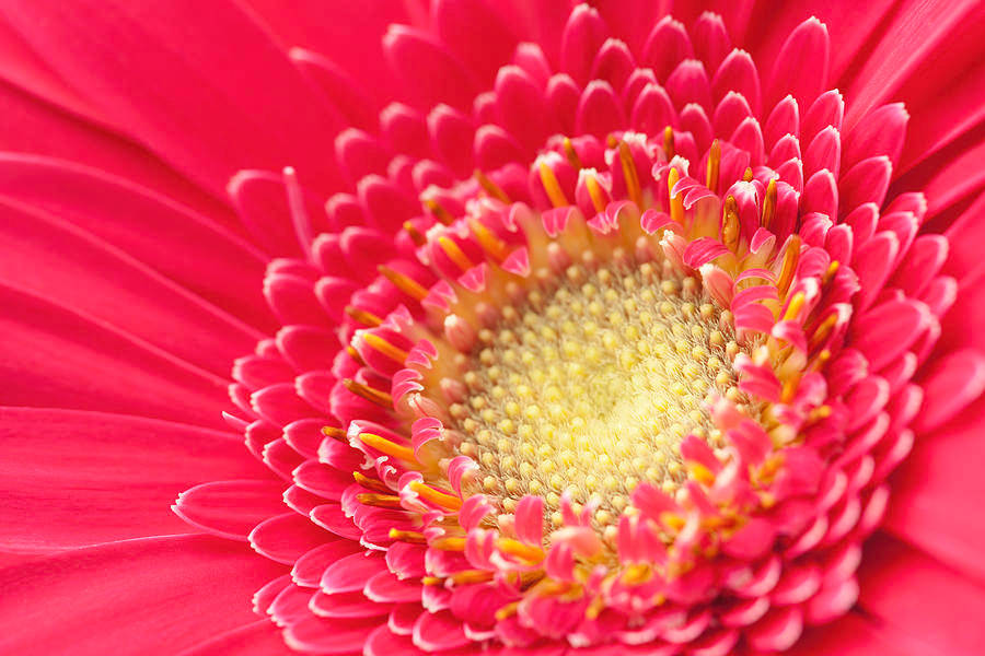 Pink Gerebra Daisy 4k Wallpaper