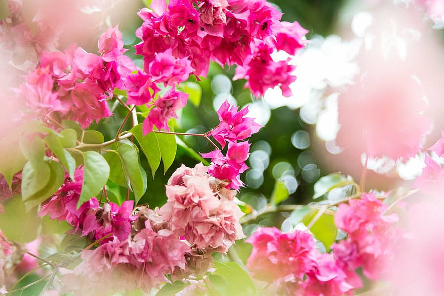 Pink Gorgeous Bougainvillea Wallpaper