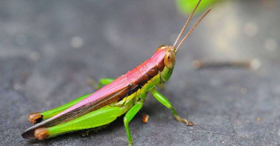 Pink Green Grasshopper Wallpaper