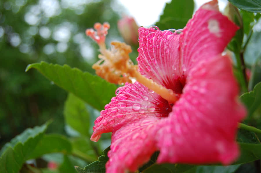 Pink Hibiscus Flower Wallpaper