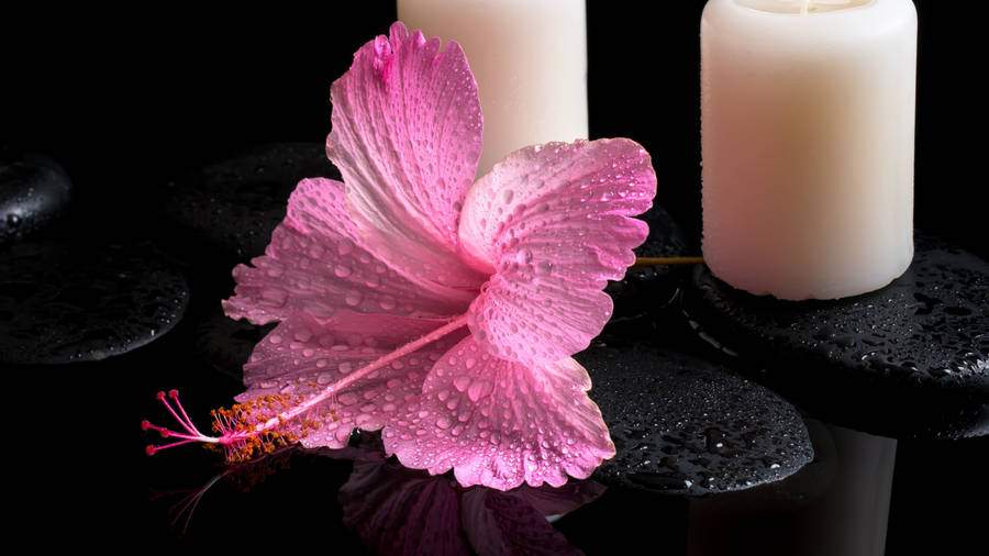 Pink Hibiscus Flower Wallpaper