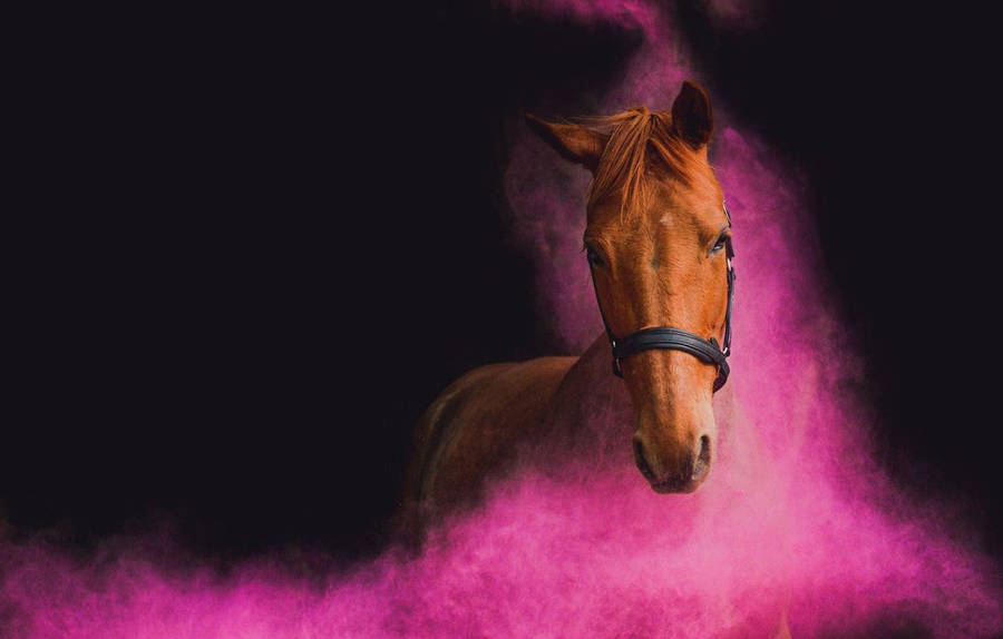 Pink Horse Face Wallpaper