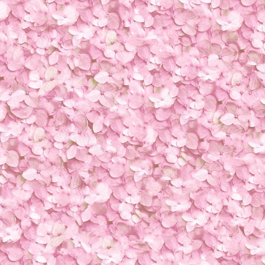 Pink Hydrangea Flower Texture Wallpaper