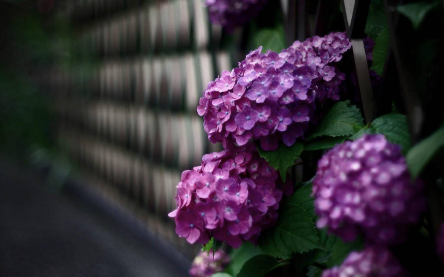 Pink Hydrangea Flowers Near Fence Wallpaper