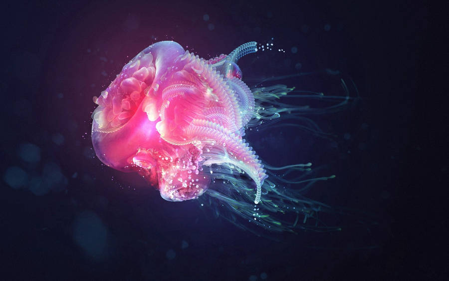 Pink Jellyfish In Black Underwater Wallpaper