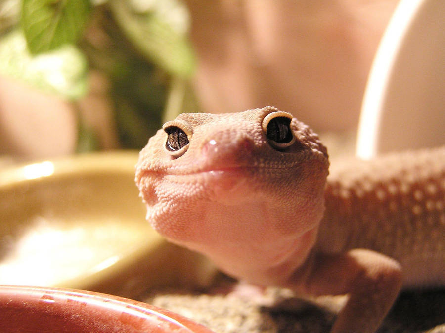 Pink Leopard Gecko Adorable Smile Wallpaper