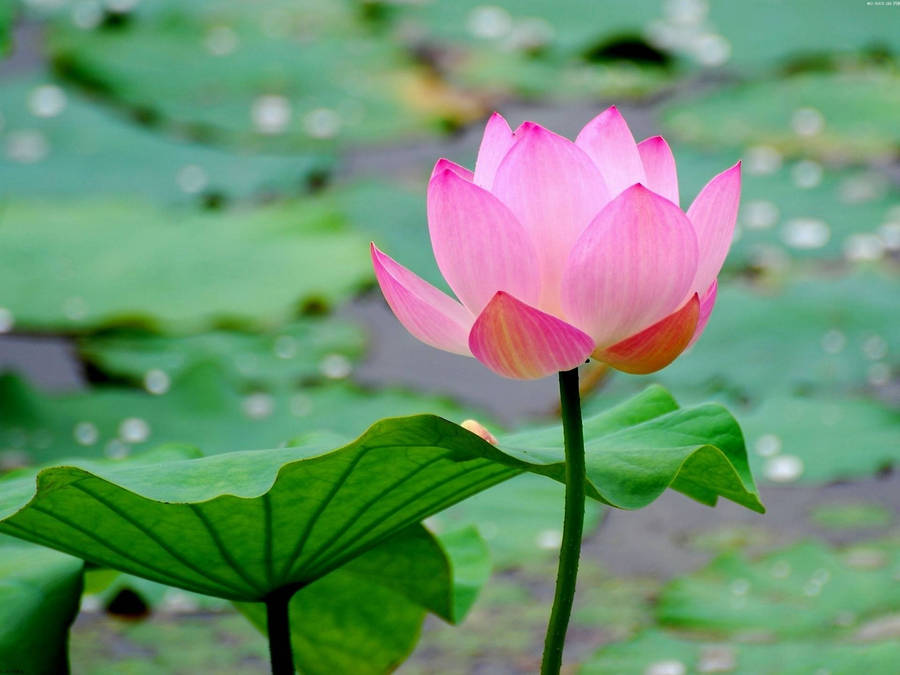 Pink Lotus All Alone Wallpaper