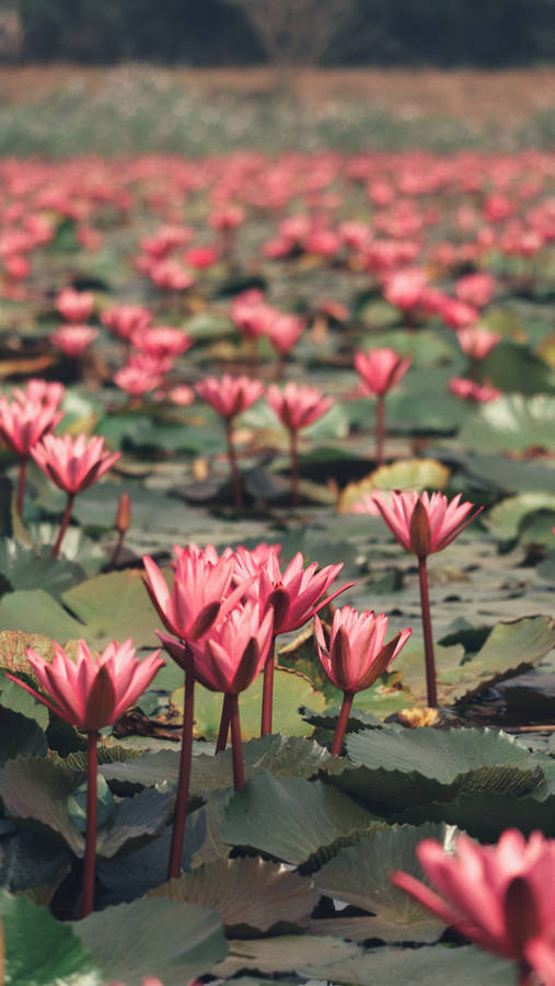 Pink Lotus Flower Plants Wallpaper