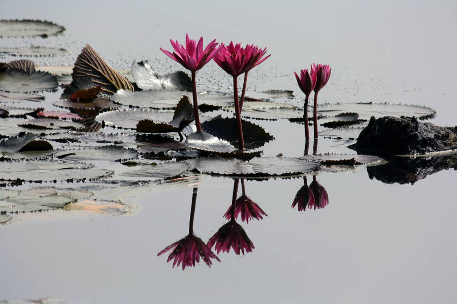 Pink Lotus Flower Pond Wallpaper