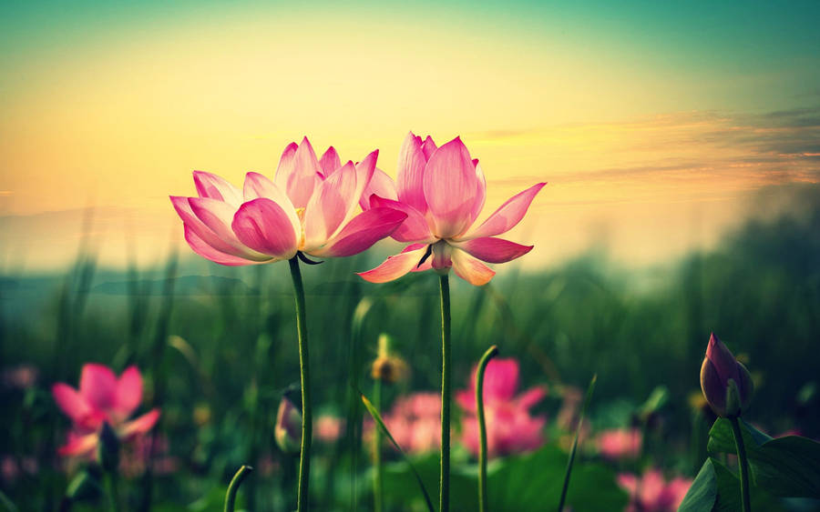 Pink Lotus Flowers Laptop Desktop Wallpaper