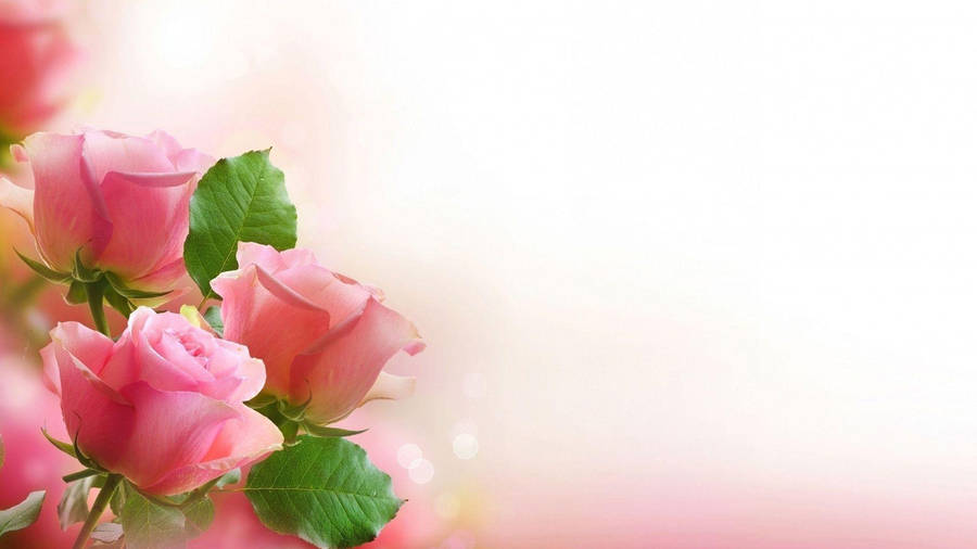 Pink Love Rose Trio Wallpaper