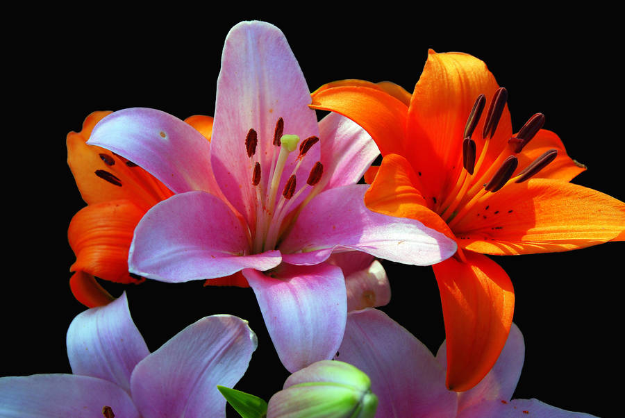 Pink Orange Beautiful Flower Wallpaper