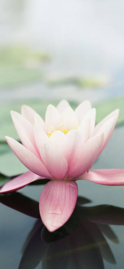 Pink Original Lotus Apple Flower Wallpaper