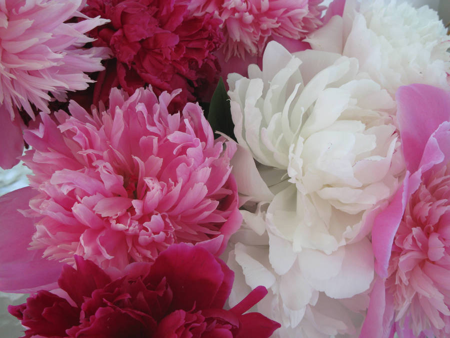 Pink Peony Closeup Wallpaper