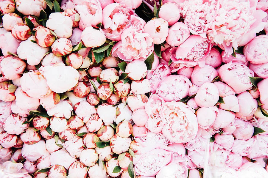 Pink Peony Flower Assortment Wallpaper