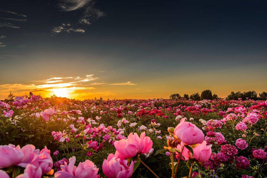 Pink Peony Flower Field Wallpaper