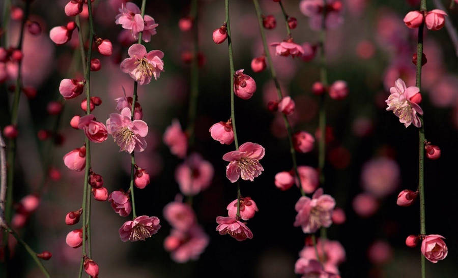 Pink Plum Blossom Flowers Wallpaper