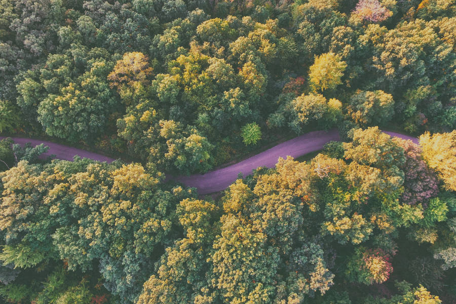 Pink River Rainforest Wallpaper