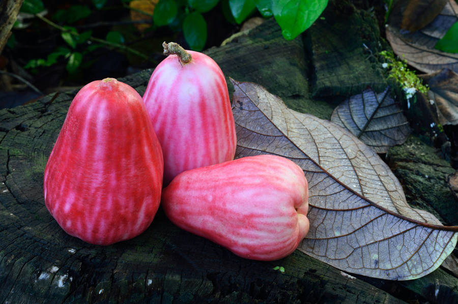 Pink Rose Apples On A Rock Wallpaper