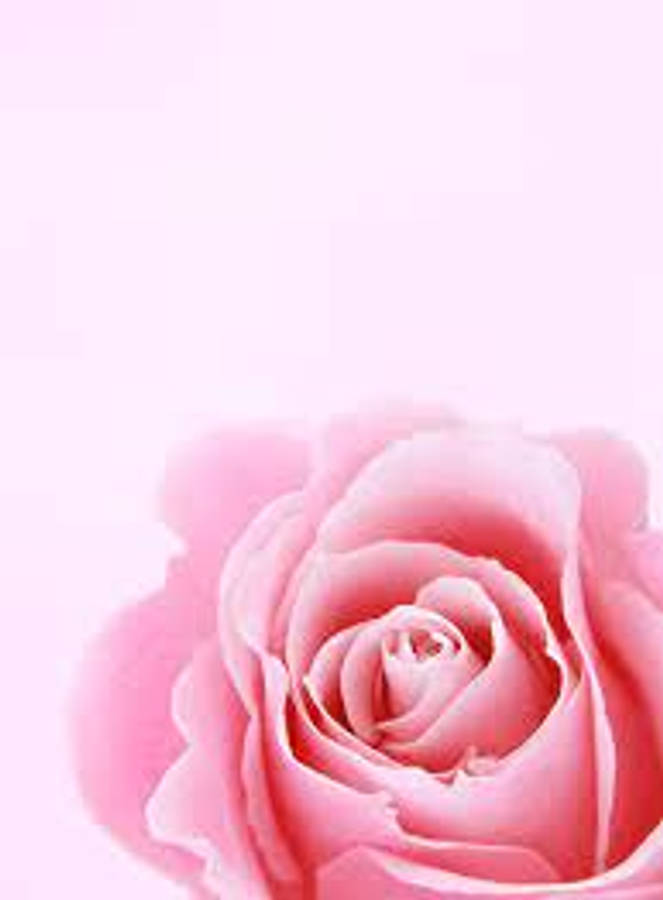 Pink Rose Art Wallpaper