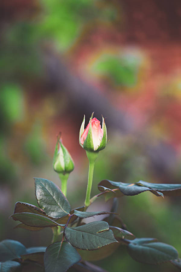 Pink Rose Bud Iphone Wallpaper