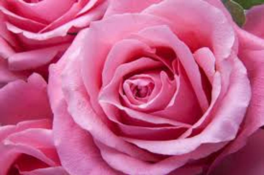 Pink Rose Close-up Shot Wallpaper