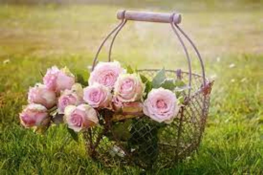 Pink Rose Flowers In Basket Wallpaper