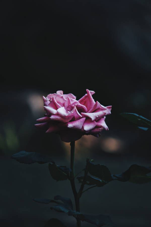 Pink Rose Iphone Wallpaper